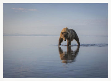 Majestic Bear Reflection | Poster - White Frame Interior