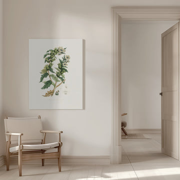 Henbane (hyoscyamus Niger) Medical Botany | Canvas - Room Interior 1