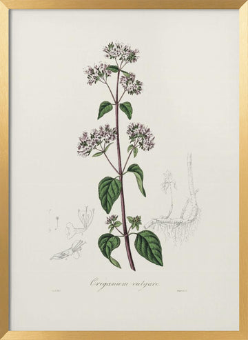 Oregano (origanum Vulgare) Medical Botany | Poster - Gold Frame Interior