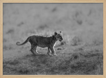 Baby Lion Cub Stroll | Poster - Wood Frame Interior