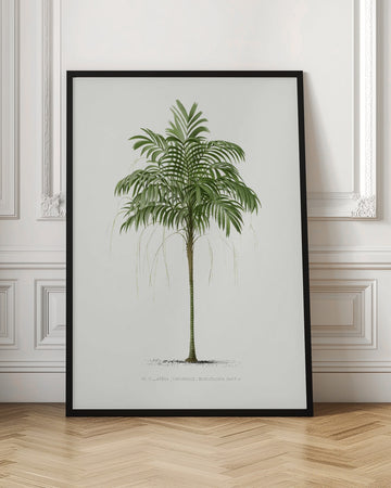 Ii Areca Monostachya | Poster - Room Interior 1