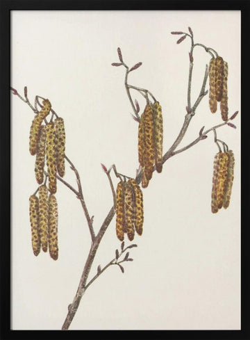 Hazel Alder (alnus Regosa) From North American Wildflowers (1925) By Mary Vaux Walcott. | Poster - Black Metal Frame Interior