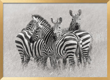 Wild Zebra Herd | Poster - Gold Frame Interior