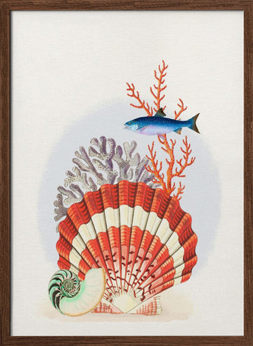 Scallop Shell Coral Fish | Poster - Walnut Frame Interior