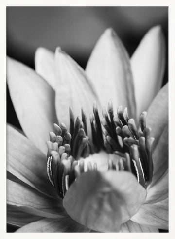 Serene Lotus Bloom | Poster - White Frame Interior