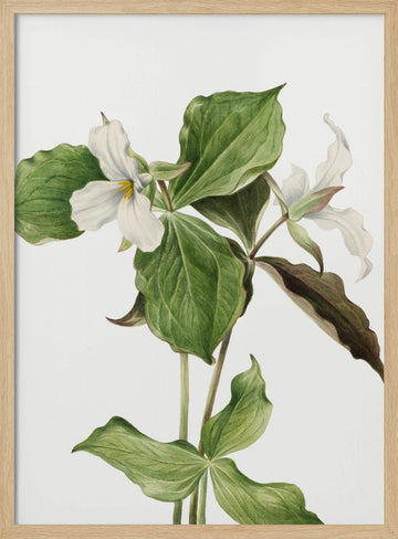 Large White Trillium | Poster - Wood Frame Interior