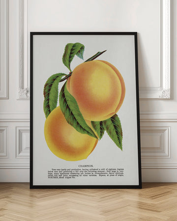 Champion Plum Lithograph | Poster - Room Interior 1