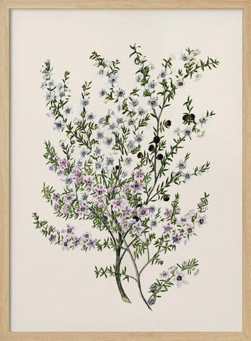 Manuk Drawn By Sarah Featon(1848   1927) | Poster - Wood Frame Interior