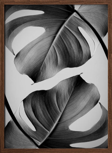 Tropical Monstera Forms | Poster - Walnut Frame Interior