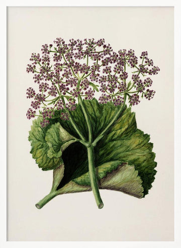Antique Plant Ii Drawn By Sarah Featon (1848–1927) | Poster - White Frame Interior