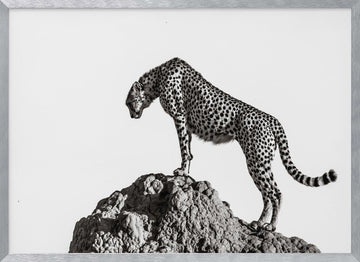 Cheetah On The Rocks | Poster - Silver Frame Interior