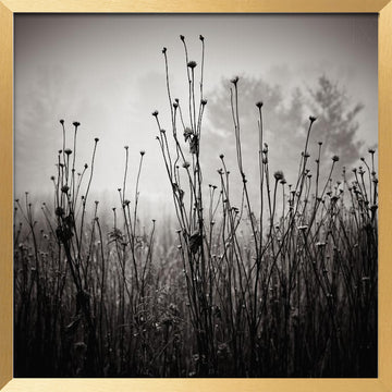 Misty Field Stems | Poster - Gold Frame Interior