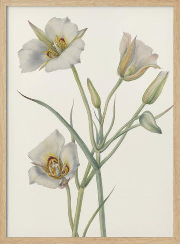 Sego Lily | Poster - Wood Frame Interior