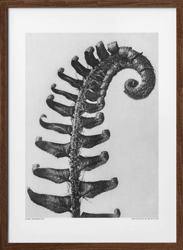 Polystichum Munitum | Poster - Walnut Frame Interior