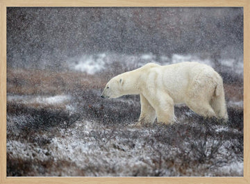 Snowfall Polar Bear | Poster - Wood Frame Interior