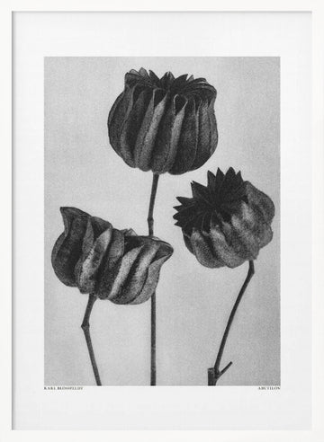 Abutilon (Lime Mallow | Poster - White Frame Interior