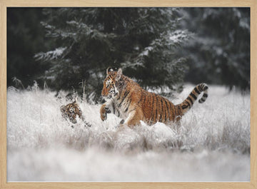Playful Winter Tigers | Poster - Wood Frame Interior