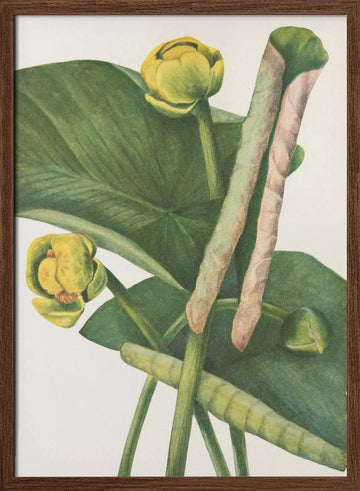 Spatterdock From North American Wildflowers (1925) By Mary Vaux Walcott. | Poster - Walnut Frame Interior