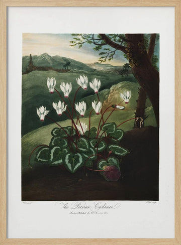 The Persian Cyclamen from The Temple of Flora (1807) | Poster - Wood Frame Interior
