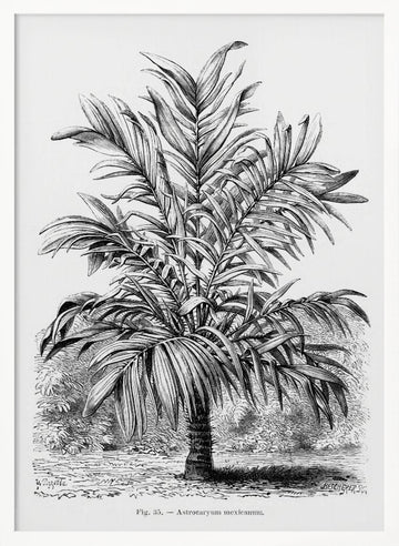 Vintage Palm Tree Drawing Ix | Poster - White Frame Interior