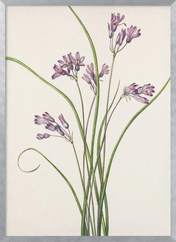 Wild Hyacinth From North American Wildflowers (1925) By Mary Vaux Walcott | Poster - Silver Frame Interior