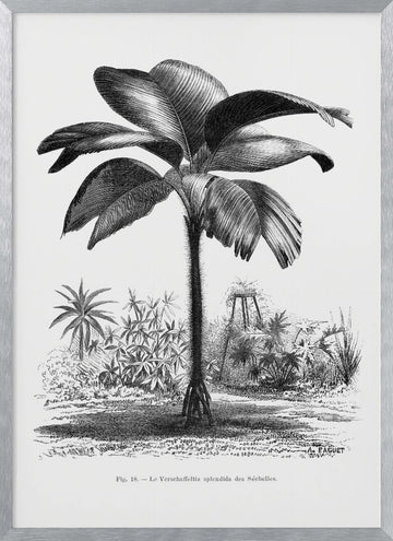 Vintage Palm Tree Drawing Iii | Poster - Silver Frame Interior