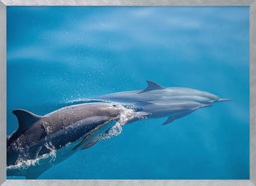Dolphins In Motion | Poster - Silver Frame Interior