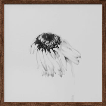 Soft Fading Flower | Poster - Walnut Frame Interior