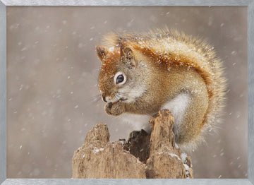 Snowy Red Squirrel | Poster - Silver Frame Interior