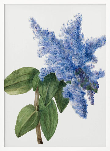 California Lilac (1935) | Poster - White Frame Interior