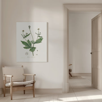 Wood Avens (geum Urbanum)  Medical Botany | Canvas - Room Interior 1