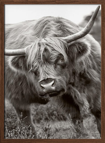 Majestic Highland Cow | Poster - Walnut Frame Interior