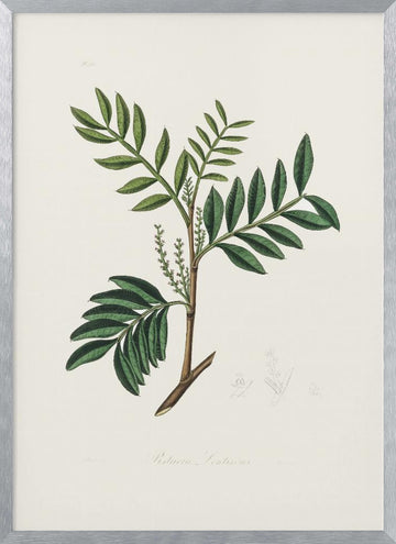 Lentisk (pistacia Lenitiscus) Medical Botany | Poster - Silver Frame Interior