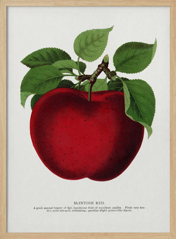 Mcintosh Red Apple Lithograph | Poster - Wood Frame Interior