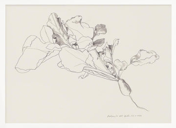 Radish Botanical Drawing | Poster - White Frame Interior