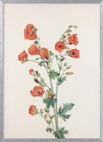 Scarlet Globe Mallow From North American Wildflowers (1925) By Mary Vaux Walcott | Poster - Silver Frame Interior