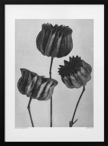 Abutilon (Lime Mallow | Poster - Black Metal Frame Interior