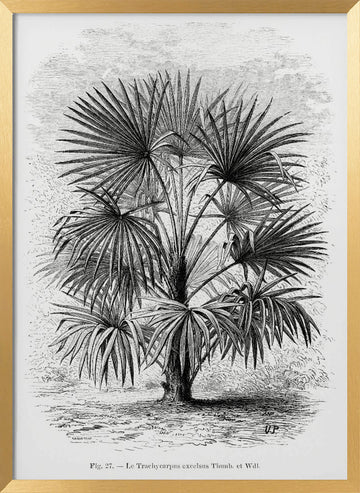 Vintage Palm Tree Drawing Xi | Poster - Gold Frame Interior