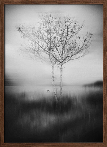Misty Birch Reflection | Poster - Walnut Frame Interior