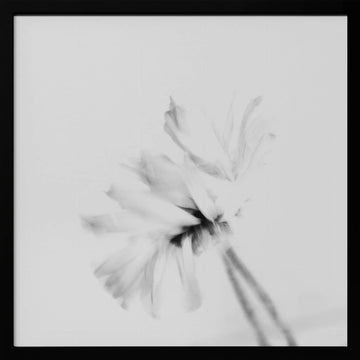 Ethereal White Flower | Poster - Black Metal Frame Interior