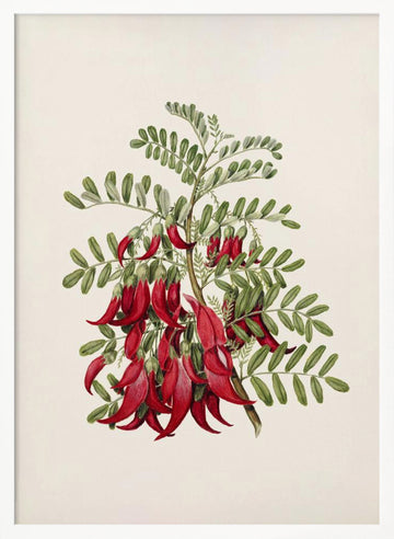 Kowhai   Clianthus Puniceus Drawn By Sarah Featon (1848–1927) | Poster - White Frame Interior
