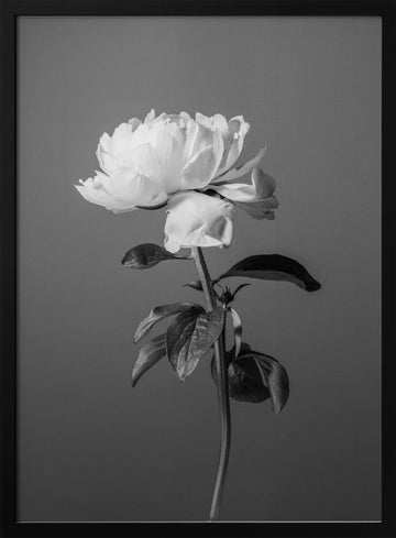 Monochrome Peony Flower | Poster - Black Metal Frame Interior