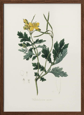 Greater Celandine (chelidonium Majus) Medical Botany | Poster - Walnut Frame Interior