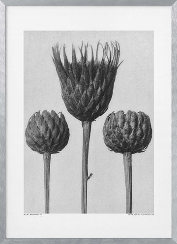 Serratula Nudicaulis | Poster - Silver Frame Interior