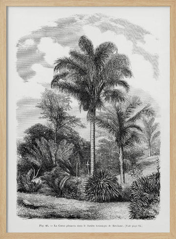 Vintage Palm Tree Drawing Vi | Poster - Wood Frame Interior