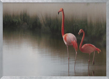 Flamingos In Calm Water | Poster - Silver Frame Interior