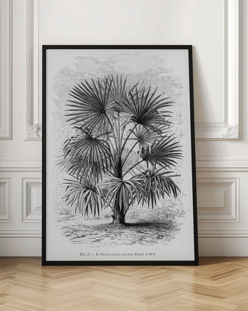 Vintage Palm Tree Drawing Xi | Poster - Room Interior 1