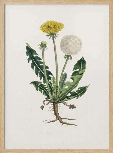 Leontodon Taraxacuma Medical Botany | Poster - Wood Frame Interior