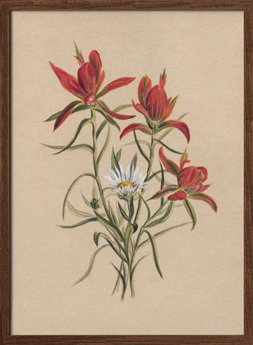 Indian Paintbrush (1883) | Poster - Walnut Frame Interior