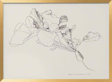 Radish Botanical Drawing | Poster - Gold Frame Interior